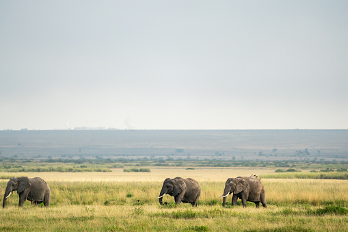 Elephant in the dust powder in Amboseli national park kenya