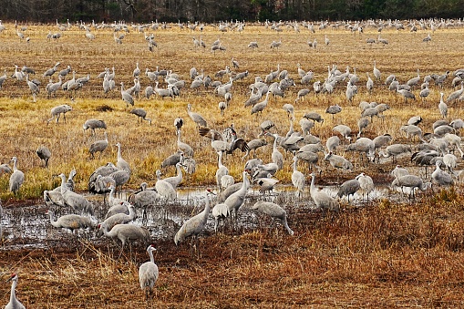 Sandhill Cranes at the Wheeler National Wildlife Refuge Alabama