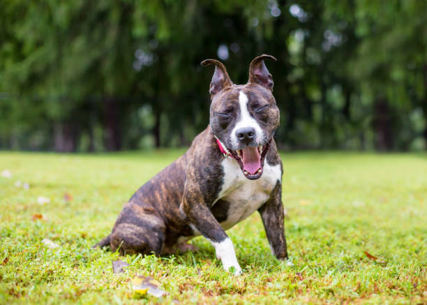 istock A brindle Pit Bull Terrier mixed breed dog yawning 2148318914