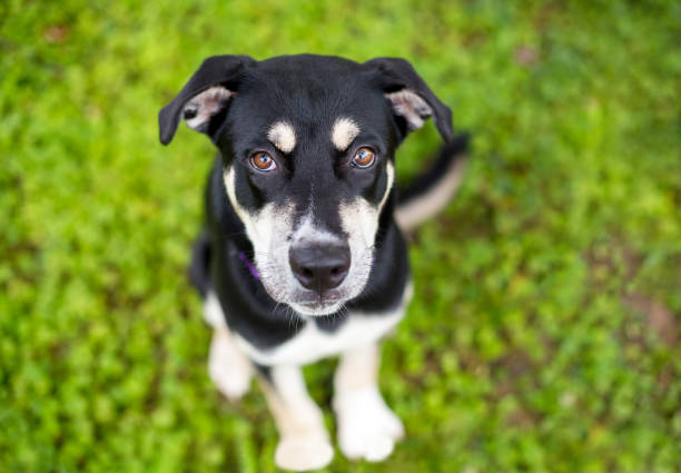 Cute dog looking up on high angle view