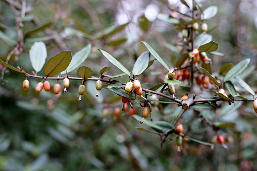 Fruits of elaeagnus pungens, Thorny-Olive