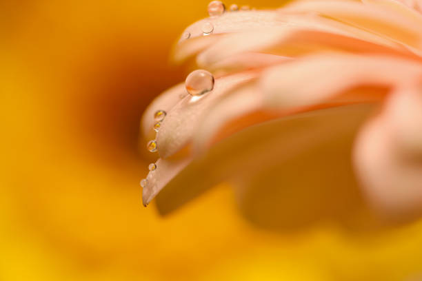 Waterdrops hanging from the leaves of a white Baberton daisy reflecting a red one in the background.