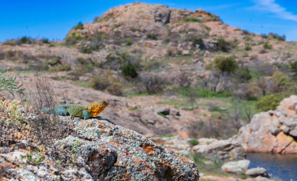 Free picture: collard, lizard