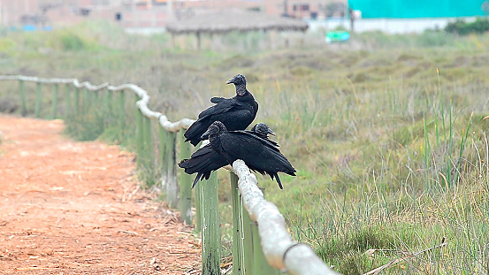 Vulture bird or gallinazo. It is a scavenger, but also feeds on eggs and newborn animals. In places populated by man, he also feeds on garbage dumps