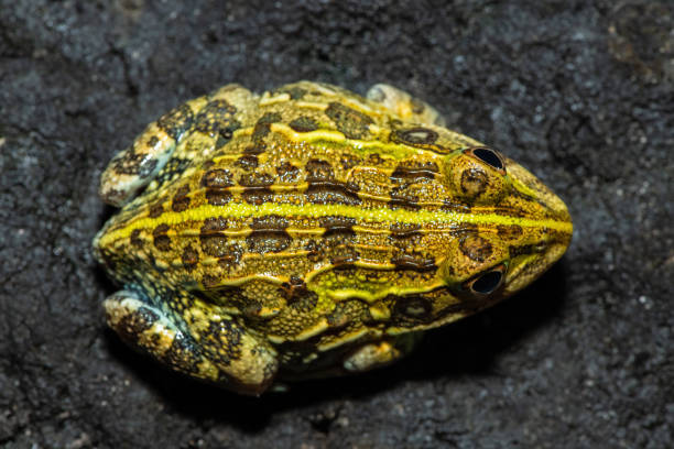 istock Beytell's bullfrog (Pyxicephalus beytelli) 2148321414