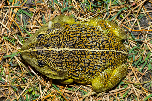 Above photograph of the newly discovered African bullfrog, Beytell's bullfrog (Pyxicephalus beytelli), found in Western Zambia