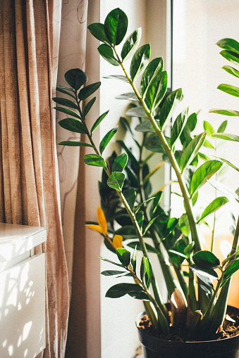 homeliness: a large houseplant on the windowsill, beautiful sunlight and shadows