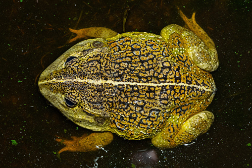Above photograph of the newly discovered African bullfrog, Beytell's bullfrog (Pyxicephalus beytelli), found in Western Zambia