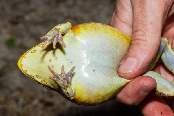 The underside of the newly discovered African bullfrog, Beytell's bullfrog (Pyxicephalus beytelli), found in Western Zambia