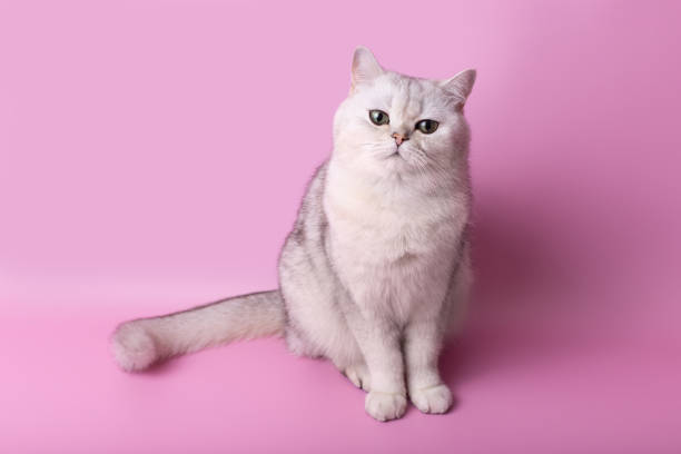 istock A sad white cat, highlighted on a pink background, looks away 2148321849