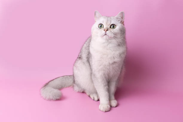 istock British white cat sitting isolated on pink background 2148321873