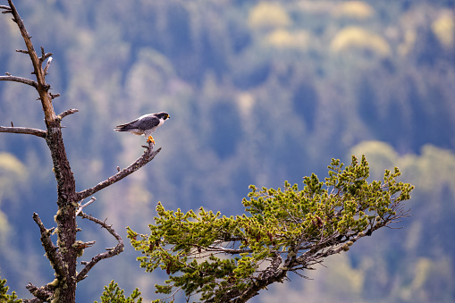 Peregrine falcon, Mount Maxwell, Salt Spring Island, BC Canada