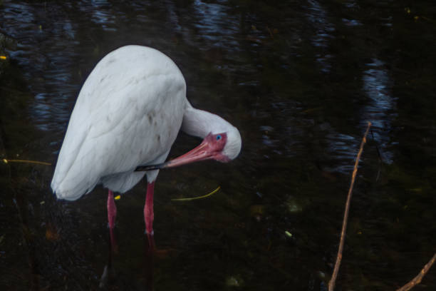 An American white ibis in the amazing reserve of Green Cay wetlands in Florida.