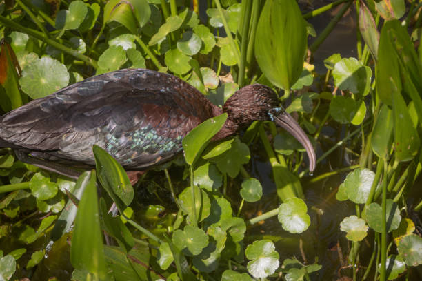 A Glossy ibis in the amazing reserve of Green Cay wetlands in Florida.
