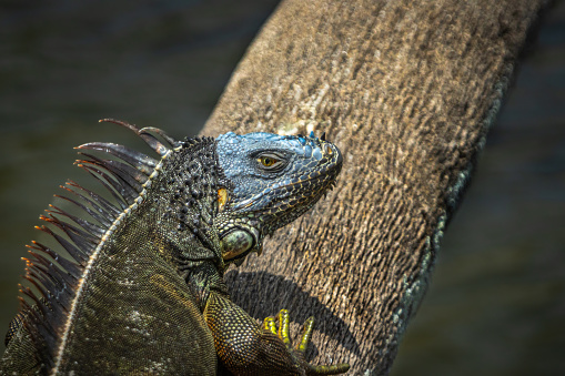 The green Iguana in the amazing reserve of Green Cay wetlands in Florida.