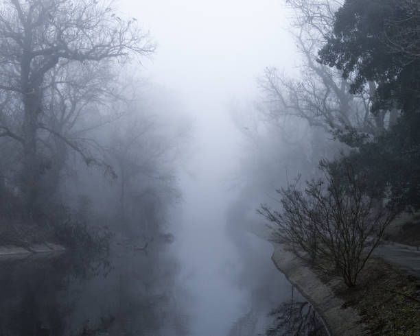 Trees and stream channel in a city park on a very foggy winter morning.