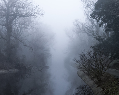 Trees and stream channel in a city park on a very foggy winter morning.