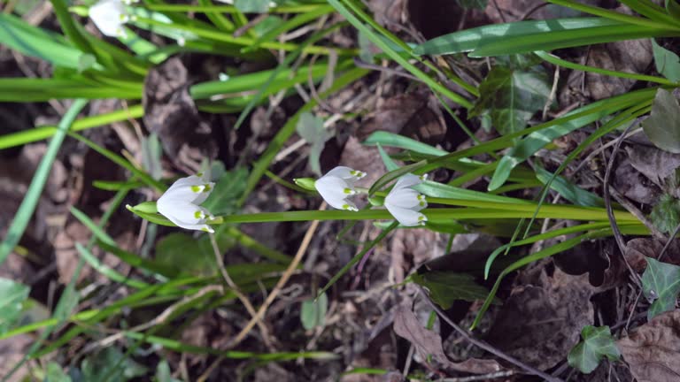 Spring snowflakes, leucojum vernum, surrounded by vegetation and dead leaves.