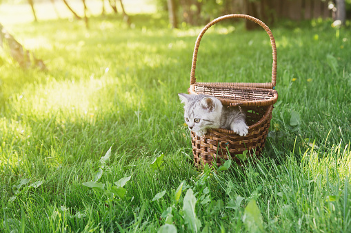 Cute gray fluffy little kitten in a wooden brown basket on a green meadow in the garden on a sunny summer day, place for text.