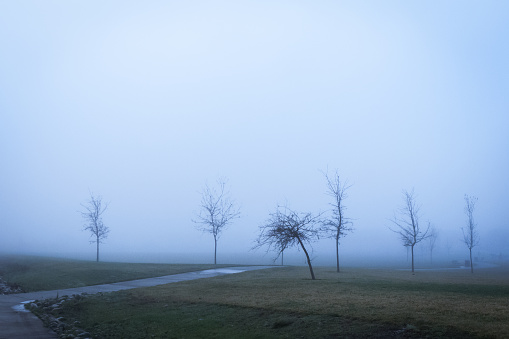 Trees in a city park on a very foggy winter morning.