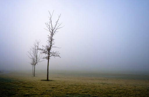 Trees in a city park on a very foggy winter morning, the sun shining dimly through the fog.