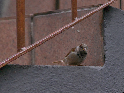 sparrow perched on the step of a staircase, carefully observing its surroundings - POA,  SAO PAULO,  BRAZIL.