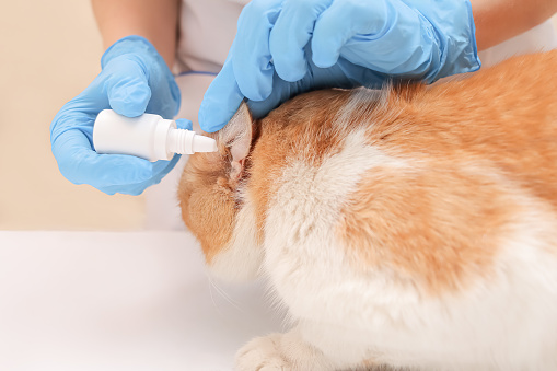 The veterinarian instills special ear drops for animals in the cat's ear. ginger cat at the vet's appointment. pet treatment, veterinary clinic concept