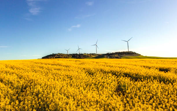 istock Yellow field during canola flowering 2148323113