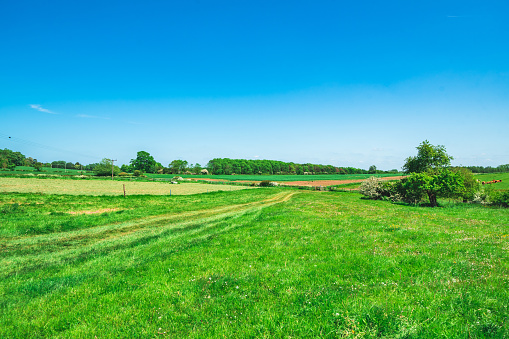 Open farm gate leading into agricultural landscape with oat grain crop ripening during dry spell in summer in Beverley, Yorkshire, UK.