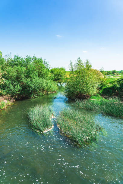 istock A beautiful scenic view of green trees alongside a river under a blue sky 2148323421