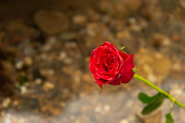 Gravestone with withered sad red rose during summer day/ Tombstone on graveyard / Sorrow about loss of beloved ones