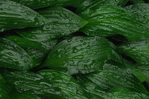 Stylish natural background of green Hosta leaves with water drops.