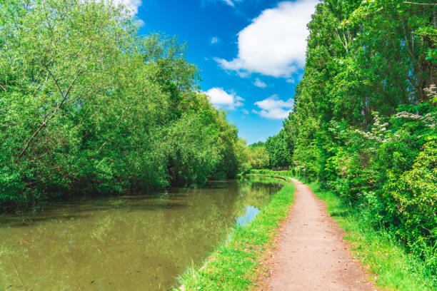 A beautiful scenic view of green trees alongside a river under a blue sky