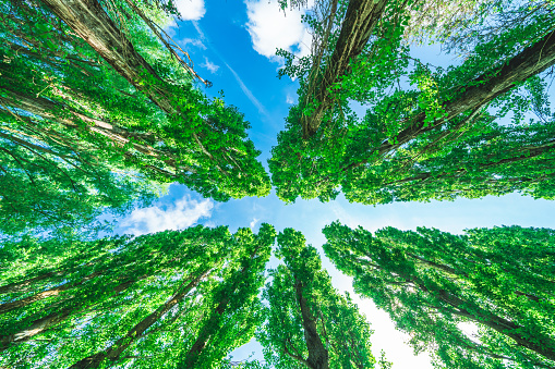 Wide angle view of famous giant sequoia trees