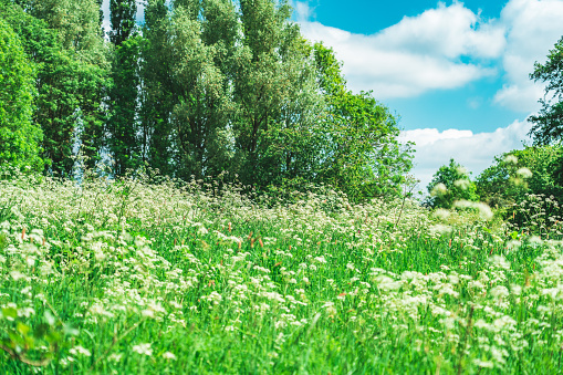 Lots and lots of daisies in a summer meadow