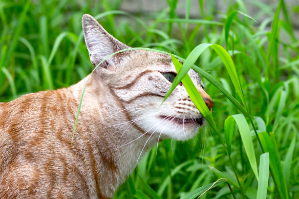 The cat is eating grass in the garden