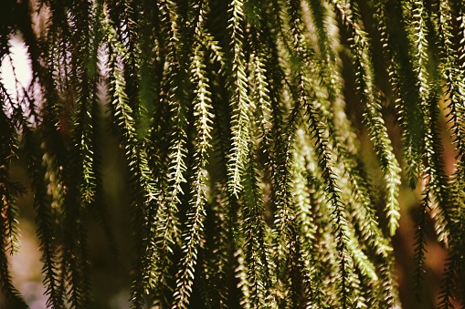 Close-Up of New Zealand Native Rimu Tree (Dacrydium cupressinum). The Rimu is a large evergreen coniferous tree endemic to the forests of New Zealand. It is a member of the southern conifer group, the podocarps.