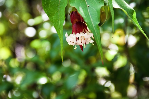 A close-up of a Himalayan Honeysuckle (Leycesteria Formosa) flower.