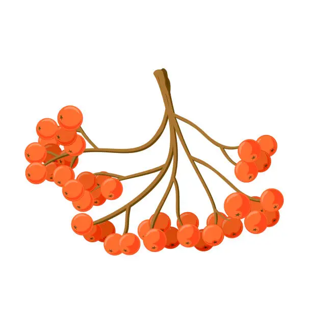Vector illustration of nature symbol rowan berries fall