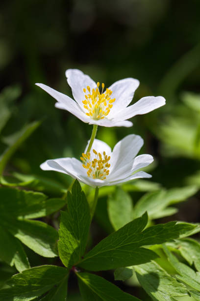Amazing white anemone flowers background. Gentle stock flower image shot on opened aperture.