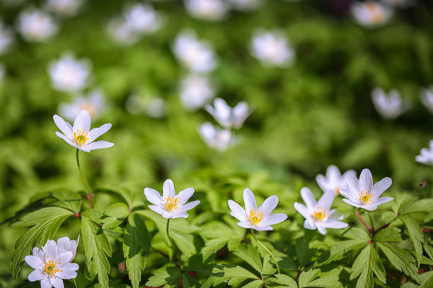Anemone nemorosa . A bright white spring forest flower