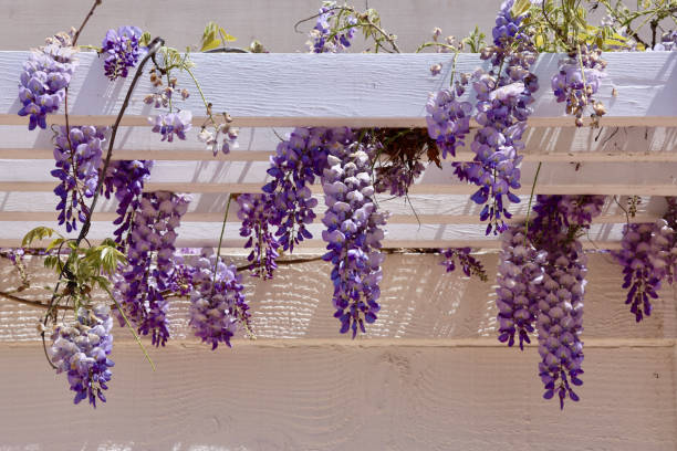 Wisteria branch with flowers isolated on white