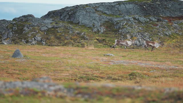 A small herd of reindeer trots through the stark landscape of Norwegian tundra.