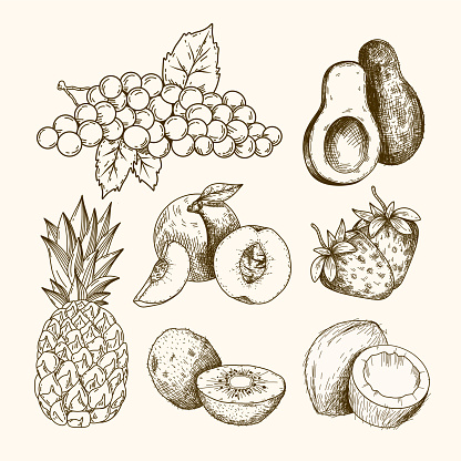 Set of sketch fruit icons such as grape, avocado, peach, strawberry, coconut, kiwi, pineapple