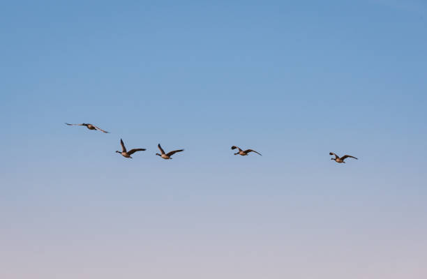 Snow geese, Anser caerulescens, flying at sunset around the Sacramento National Wildlife Refuge in the Sacramento Valley, California.