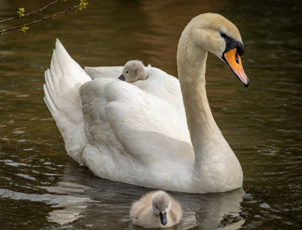 istock Swan and her cygnets 2148327394