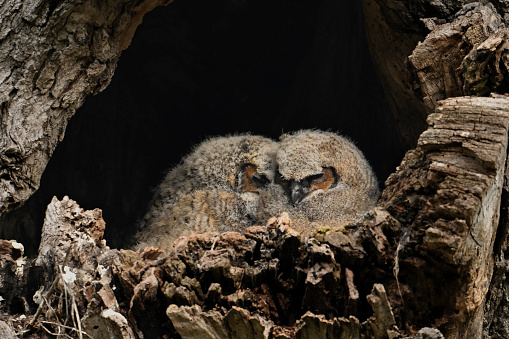 Two fluffy baby Great Horned owlets sleeping in the warmth of the morning sun from their nest in a tree cavity