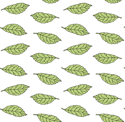 Vector seamless pattern of hand drawn doodle sketch colored bay leaf isolated on white background