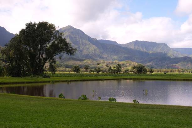 istock Taro growing on farms 2148329323