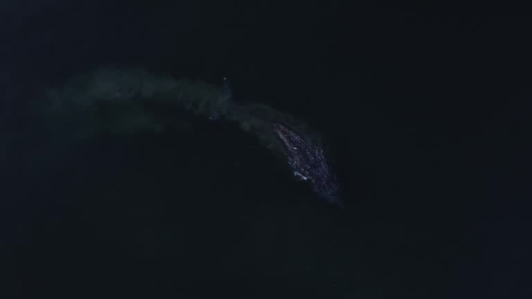 Huge Gray Whale swimming, feeding in muddy shallows of Pacific Ocean, slow motion.